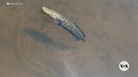 Snakehead fish: The invasive species disaster that wasn’t.